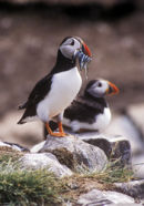 PUFFINS AND SAND EELS